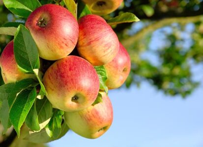 How to Grow Apples Image